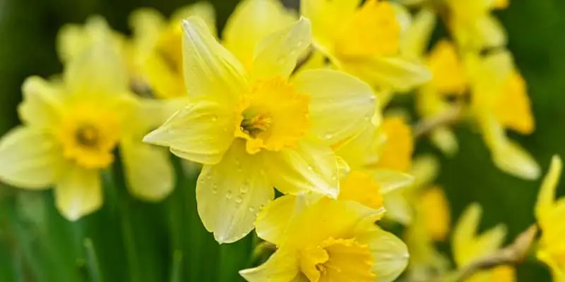 la mejor flor